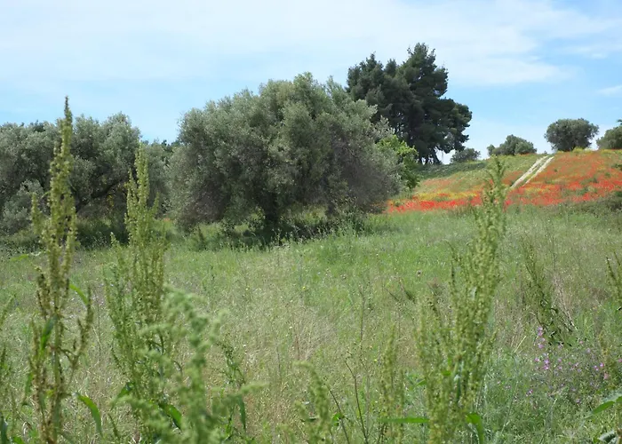 Palatina 帕利乌里翁